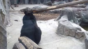 Гималайский медведь