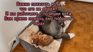 Как подружить собаку с котом. Рассказываю на нашем опыте. Собака и кот.Американская Акита и Мейн Ку