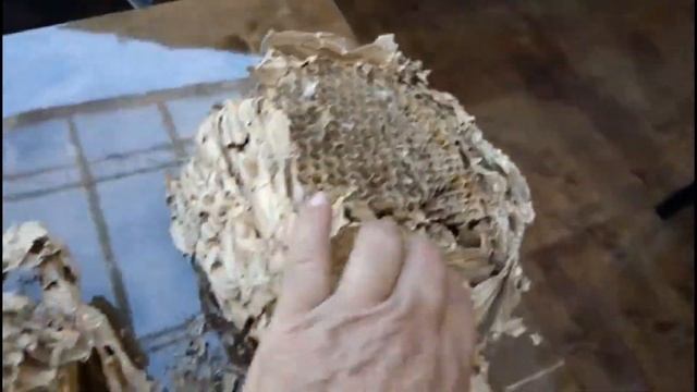 Из чего состоит осиное гнездо. смотреть онлайн