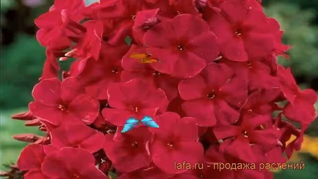 Флокс метельчатый Тенор (phlox paniculata tenor) ? Тенор обзор: как сажать, рассада флокса Тенор смотреть онлайн
