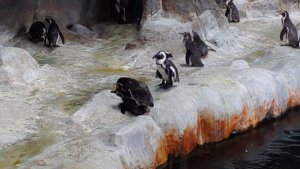 Пингвины Гумбольдта в Московском зоопарке