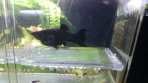 Molly is giving birth - Моллинезия рожает.