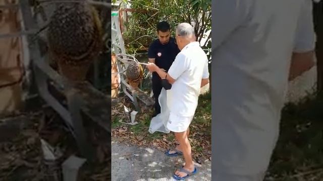 beehive collected from mango tree by bee savior