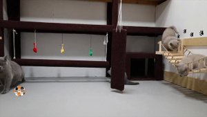 33 Котёнка - СМЕШНОЙ РОЗЫГРЫШ КОТЯТ ПРИВИДЕНИЯ ПРАНКАНУЛИ! 33 Kotenka - KITTENS PRANKED BY GHOSTS