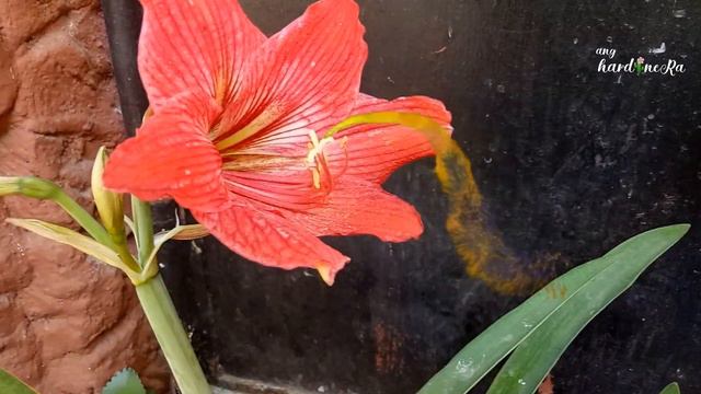 Paano magkaroon ng buto ang Amaryllis | How to Pollinate Amaryllis | Amaryllis beautiful flower смотреть онлайн