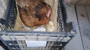 Начался вывод цыплят под квочками! / Квочка вывела всего два цыпленка? / Цыплята помесь с брамой