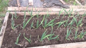 Озимый чеснок весной. Что нужно сделать.