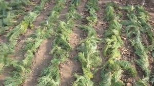 Посадка и укрытие семян хурмы виргинской в ОГ