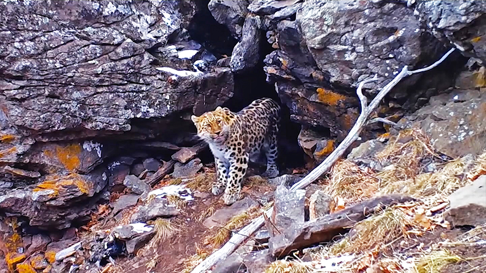 В Приморье заметили нового котенка дальневосточного леопарда / События на ТВЦ