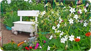 Дача в конце июля часть 2. Хроника садовода 2022.