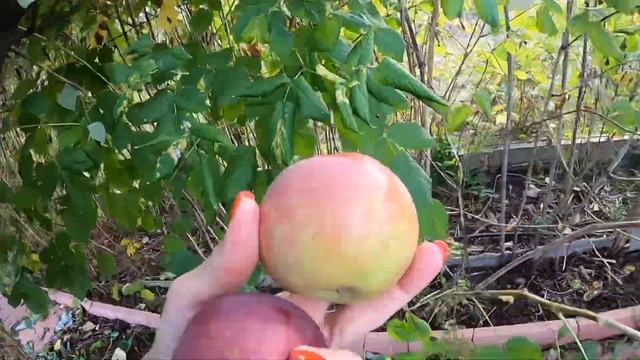 Яблоня Флорина? Вкусный поздний сорт, отличный для хранения. смотреть онлайн