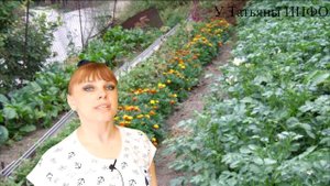 Вот просто ВОЗЬМИ и ПОСАДИ КАЛЕНДУЛУ на огороде! Результат ШОКИРУЕТ ТЕБЯ!!!