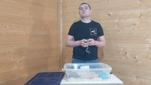 Безудержное свинство! Или как содержать свиноносого ужа (Heterodon Nasicus)