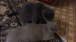 Кошка защищает своих котят - The cat protects her kittens