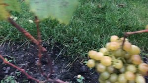 Виноград Белоснежка в Беларуси (30.09.21)