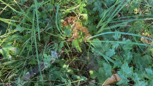 Lactarius zonarius (Груздь дубовый), July 20, 2021 смотреть онлайн