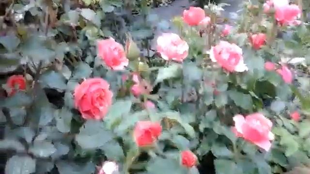 Роза Jean Cocteau ,Meilland в дожди 2019 смотреть онлайн