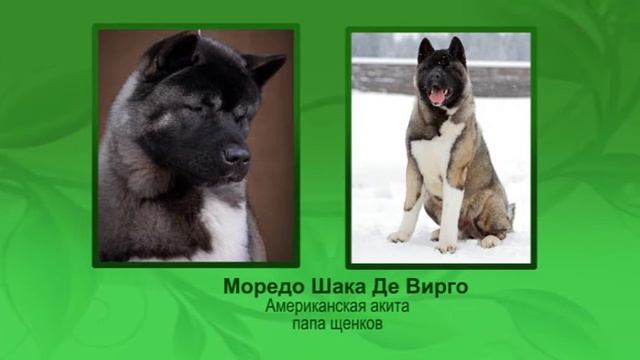 Телекомпания Ветта. "Чтоб я так жил". Выпуск 28.01.2016 смотреть онлайн