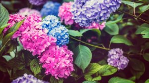 Любопытные факты о гортензии