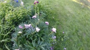 ✔️ Мульчирование цветника скошенной травой ??