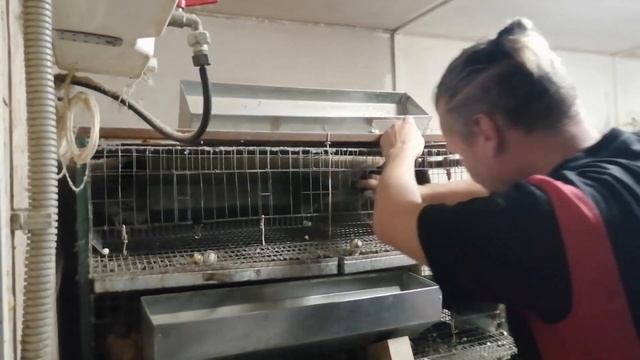 Перепела. Пород много, толку мало. Селадон, тенеброз, фея или феникс? смотреть онлайн