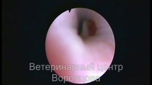 Гельминт в уретре у собаки