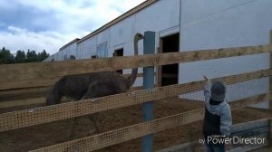 Страусиная ферма. Дмитровский район.