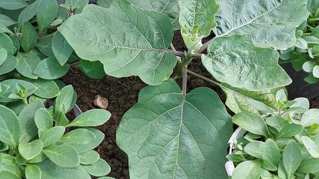 Заморозки. Баклажаны, петуния, колеус. 7 мая 2023г. смотреть онлайн