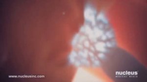 Как происходит оплодотворение 3D. Зачатие ребёнка