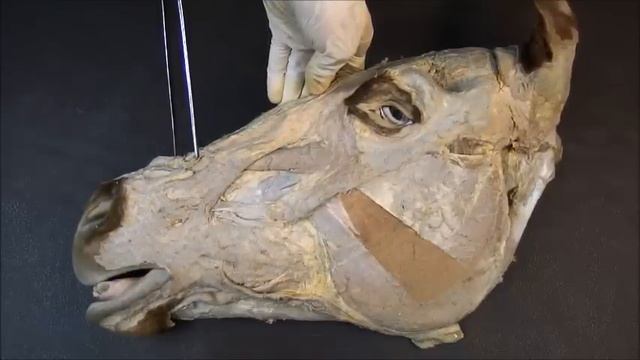 мышцы головы