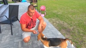 Щенок получил ТРАВМУ. БРОС ШОУ ПЕТ