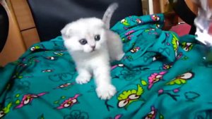 Пингвиненок Лоло или Кукла Лола