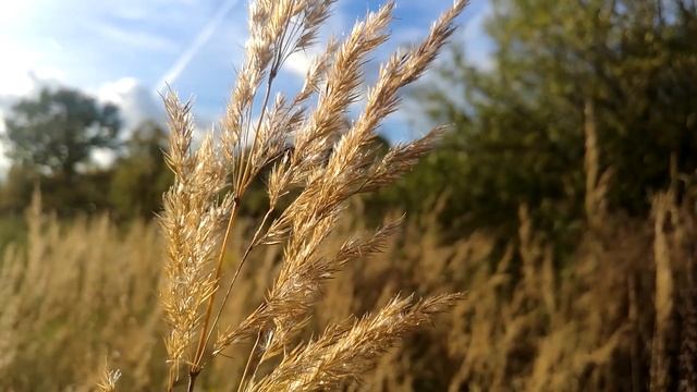 Осень, яблоки, конец сезона смотреть онлайн