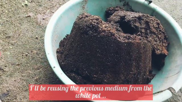 Repotting my RED BERRET CALADIUM💕🌱 | BLACK MAMBA CALADIUM for incubation 😩😩 | Newbie Plantmom смотреть онлайн