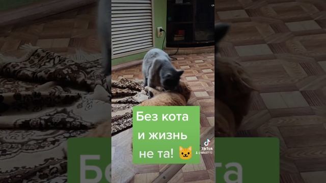 жить без кошки грустно и как-то несерьезно