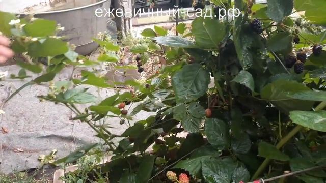 Садовая ежевика Нетчез смотреть онлайн