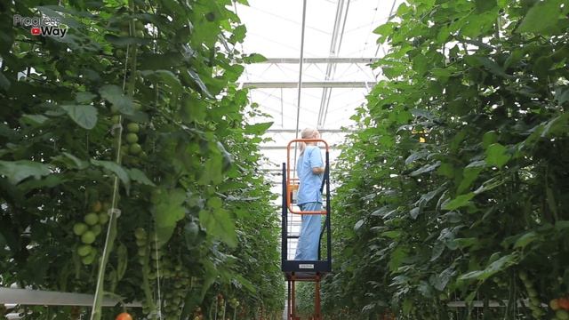 Вот Почему У Соседа Томаты С Голову! Посоветовал В Июле-августе Сыпать Этот Порошок Под Кустики! смотреть онлайн