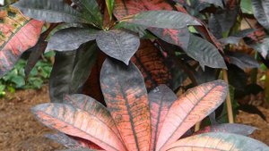 Codiaeum variegatum ´Mrs Iceton´