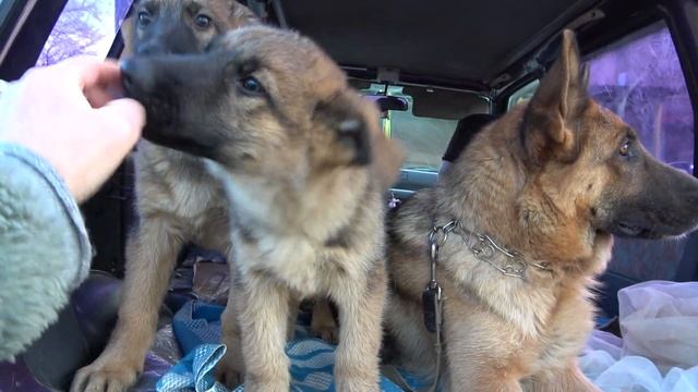 ПРОДАЮТСЯ ЩЕНКИ Немецкой Овчарки! 3 месяца. ОДЕССА. смотреть онлайн