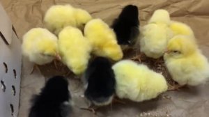 Ну наконецто долгожданные цыплята породы Корниши