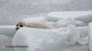 Детёныш каспийского тюленя