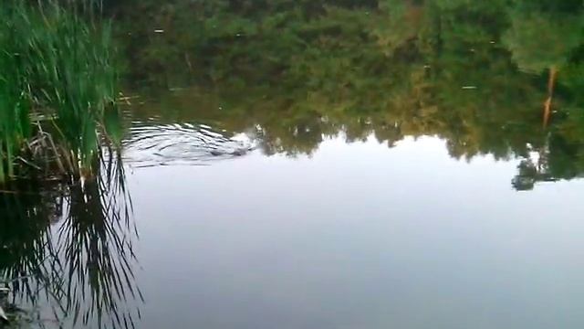 Видео водяная