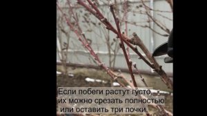 Весенняя обрезка персика, методика и советы