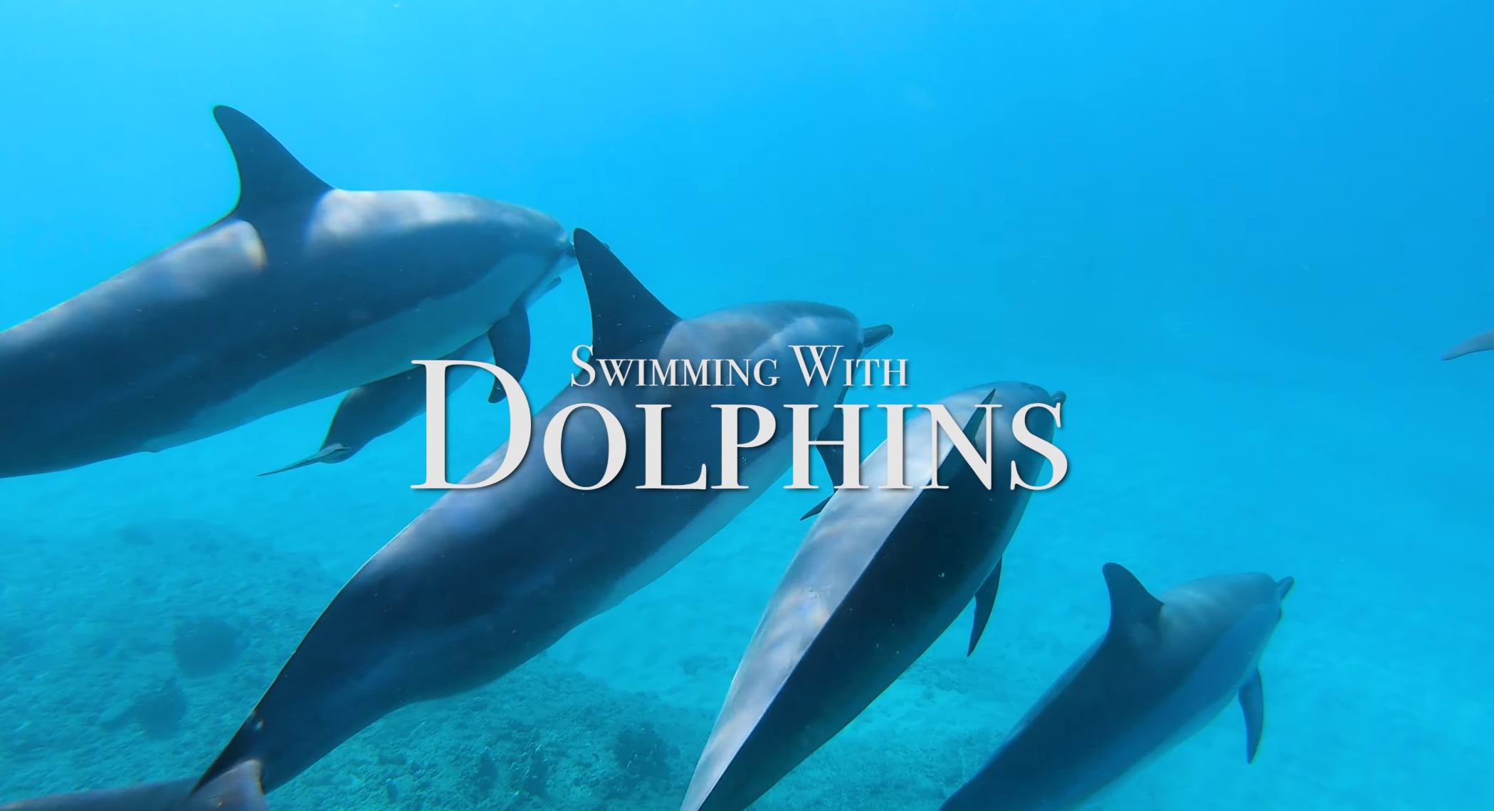 Плавание С Дельфинами 4K - 30-Минутный Подводный Расслабляющий Фильм.