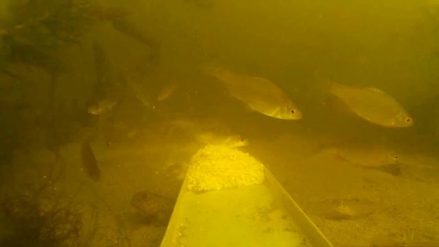 Реакция рыбы на пшено с кориандром. Поведение самодельной прикормки под водой. Подводная съёмка