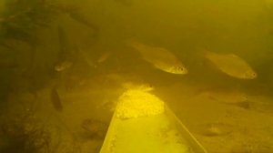 Реакция рыбы на пшено с кориандром. Поведение самодельной прикормки под водой. Подводная съёмка