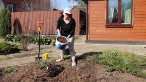 Сад Людмилы Кудасовой. Как я сажаю Розы