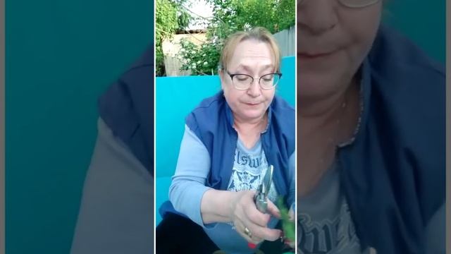 Черенкование ели обыкновенной смотреть онлайн