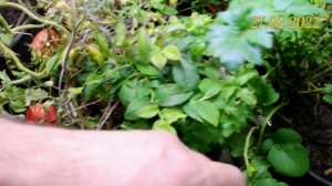 Выращивание клубники зимой под разными LED светильниками. Видео 5. Урожайность клубники КСД