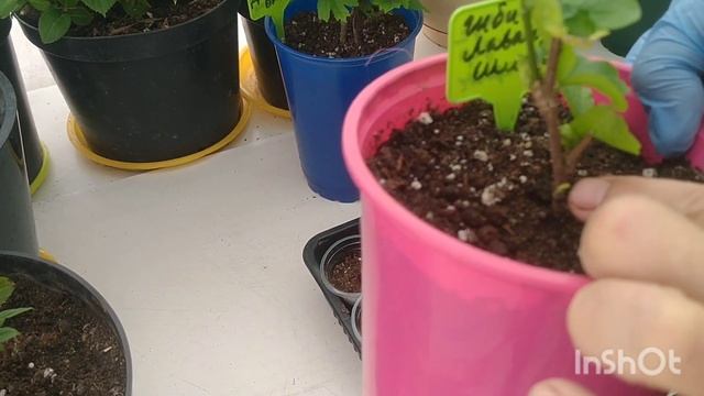 ГИБИСКУС СИРИЙСКИЙ ЧЕРЕНКОВАНИЕ. смотреть онлайн